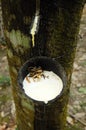 Milky latex extracted from rubber tree or a.k.a. Hevea Brasiliensis as a source of natural rubber Royalty Free Stock Photo